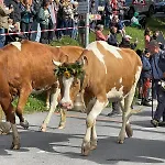 Le Ruissel - 6 Personnes - Confortable Et Bien Situe Alpesi faház Gryon